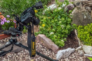 Makrofotografie mit Dickblattgewächsen Nikon D3x mit Objektiv AFS VR 105/2,8 MIKRO