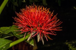 Scadoxus multiflorus (Blutblume) manchmal auch als "Feuerball-Lilie" genannt