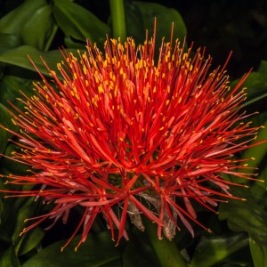 Scadoxus multiflorus (Blutblume) manchmal auch als "Feuerball-Lilie" genannt