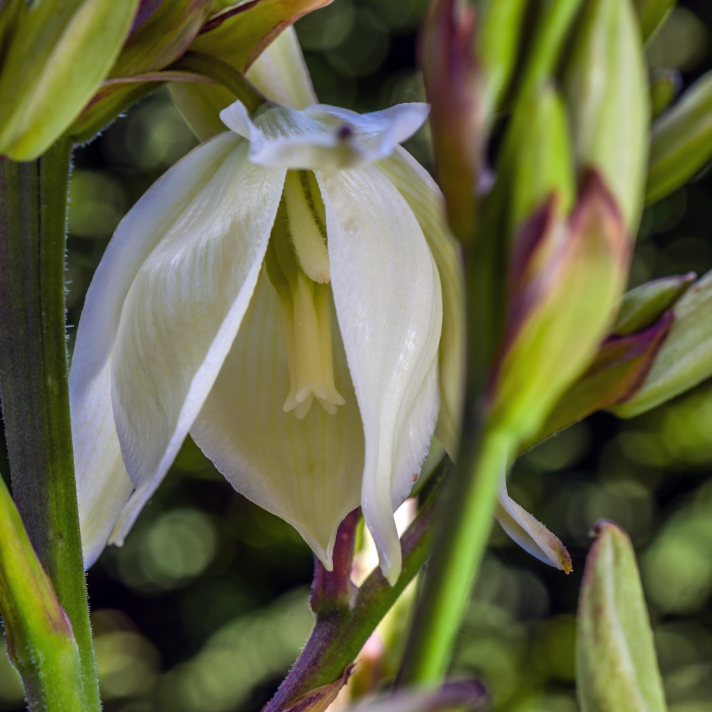 Fädige Palmlilie WGMPicture