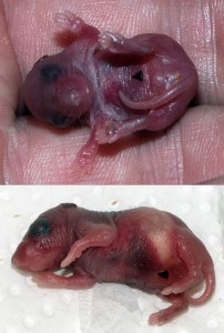 Maus-Baby 2 Tage alt