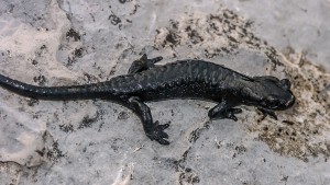 Schwarzes Bergmännle Alpensalamander (Salamandra atra)