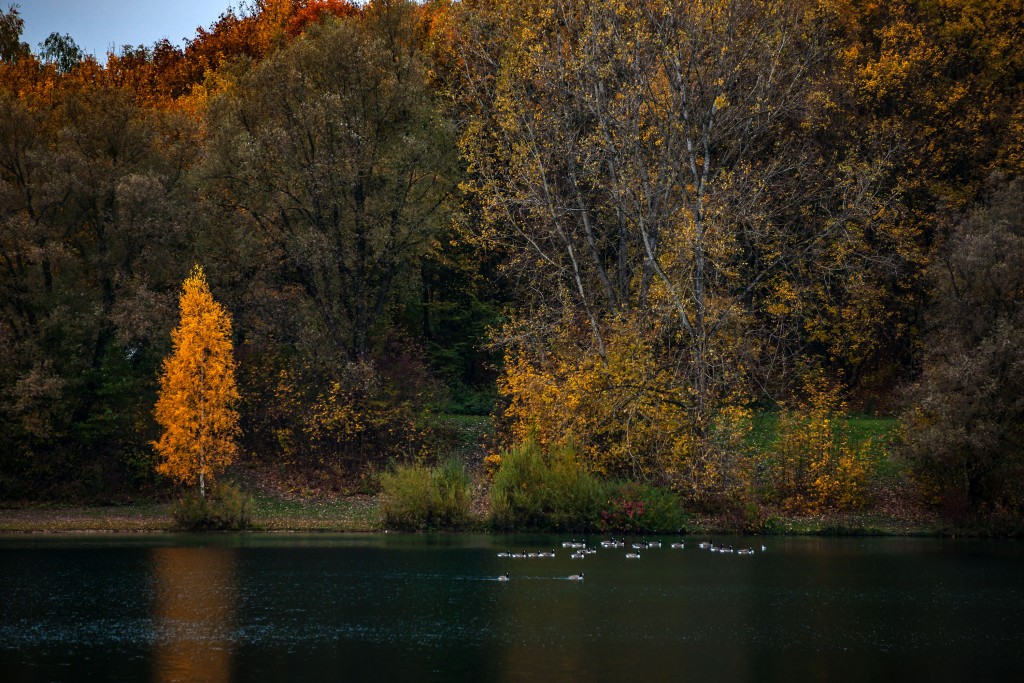 Herbst am Karlsfelder See 2