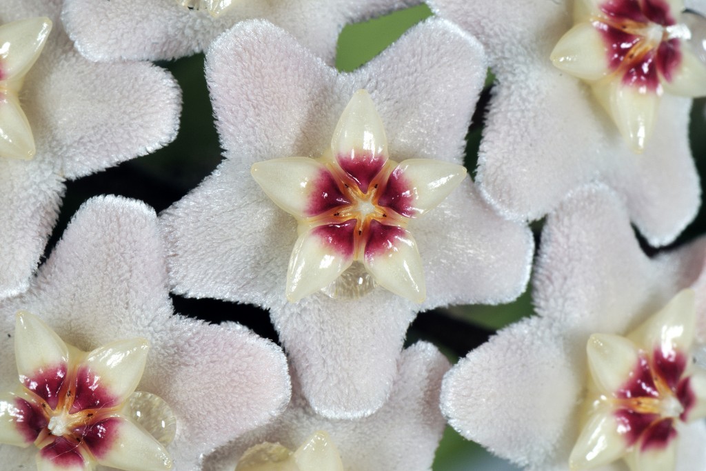 Wachsblume (Hoya)