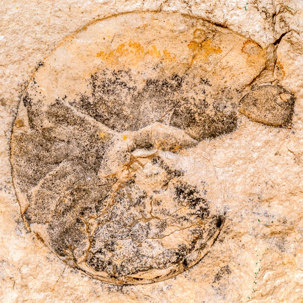 Fossil aus Solnhofen
