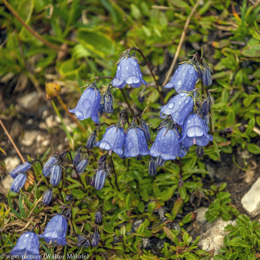 Pioniere der Alpen 3 Zwerg-Glockenblume (Campanula cochleariifolia)