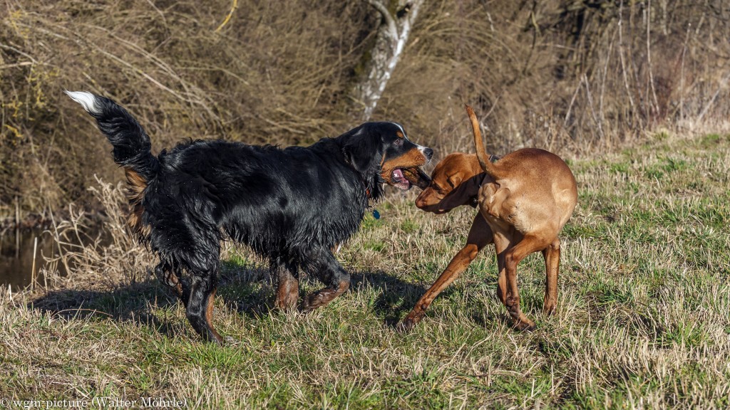 Zwei Hunde und ein Stöckchen Berner Sennerhündin 30 Wochen alt