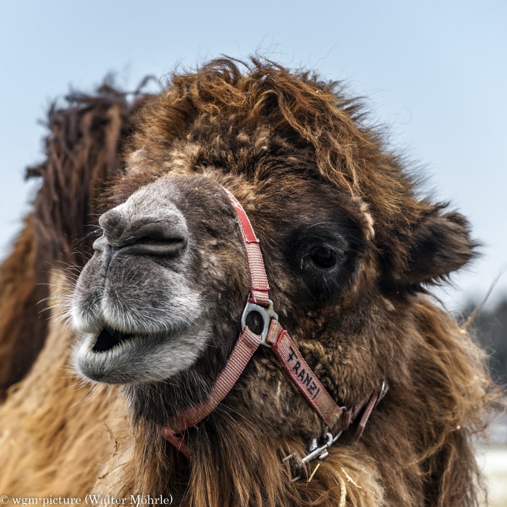 Kameldame Franzi - Kamele (Camelidae)