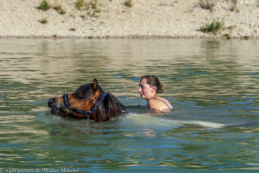 Pony meets dog in the lake